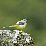 Grey Wagtail