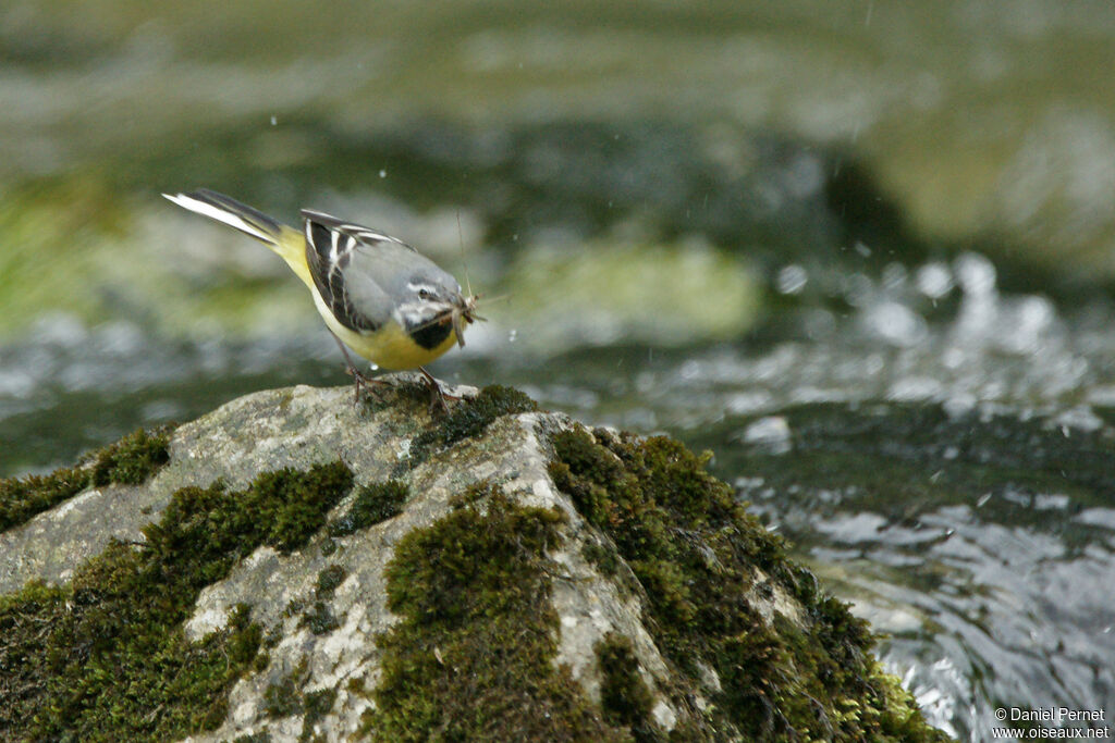 Grey Wagtailadult, walking, fishing/hunting, Reproduction-nesting