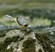 Grey Wagtail