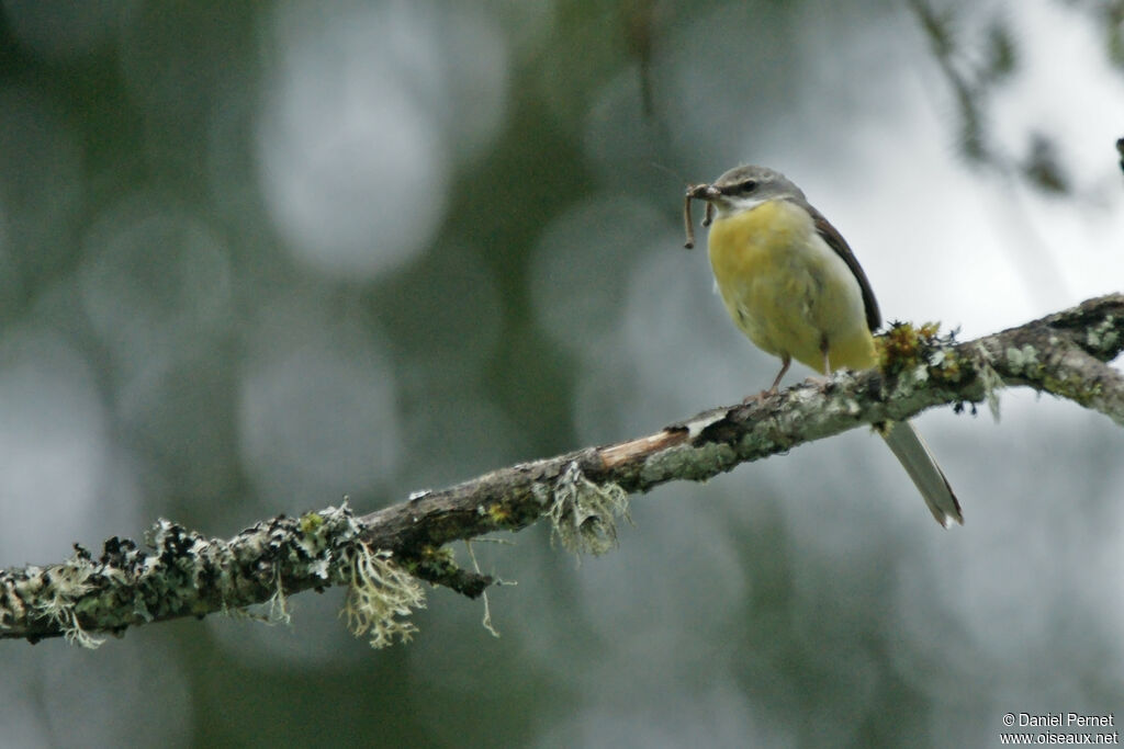 Bergeronnette des ruisseauxadulte, habitat, pêche/chasse, Nidification