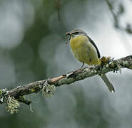 Grey Wagtail