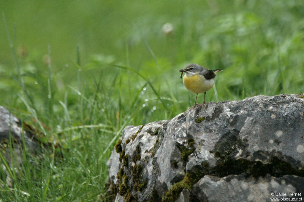 Bergeronnette des ruisseauxadulte, habitat, marche, pêche/chasse, Nidification