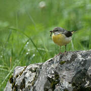 Grey Wagtail