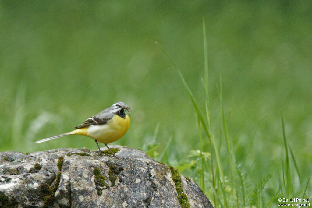 Grey Wagtailadult, habitat, walking, fishing/hunting, Reproduction-nesting