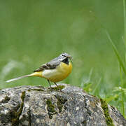 Grey Wagtail