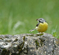 Grey Wagtail