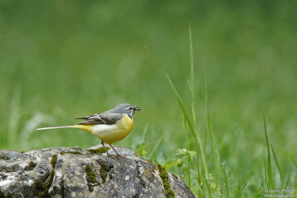 Bergeronnette des ruisseauxadulte, habitat, marche, pêche/chasse, Nidification