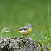 Grey Wagtail