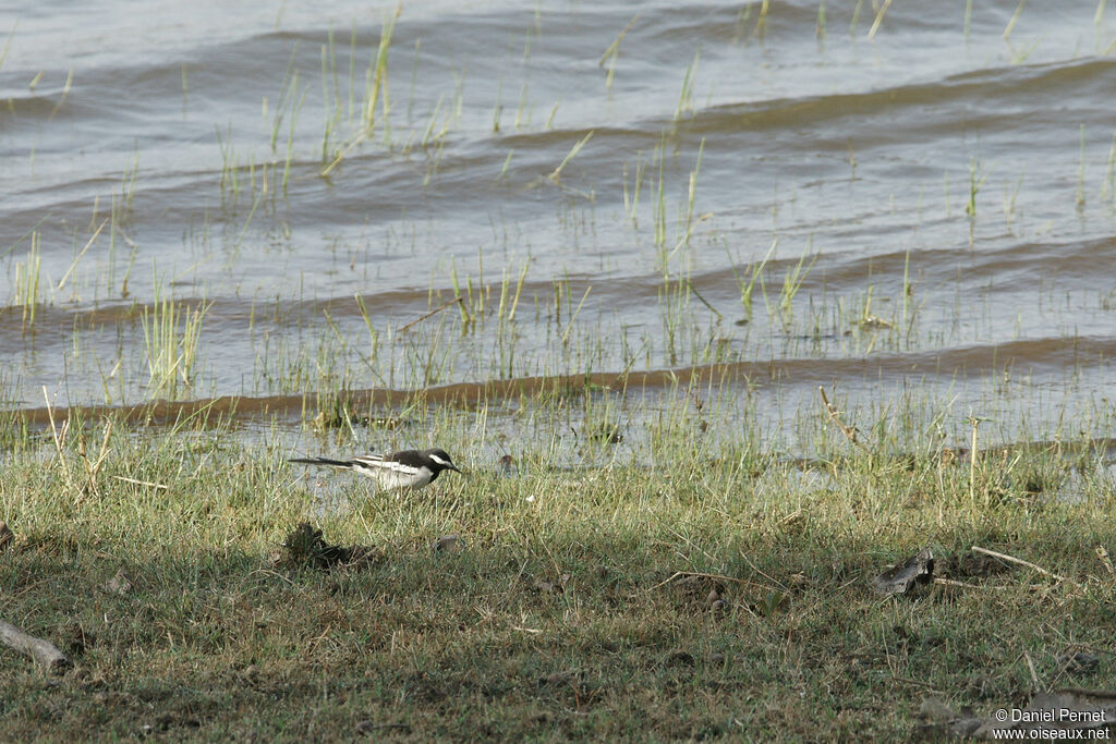 White-browed Wagtailadult, walking