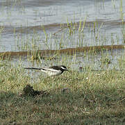 White-browed Wagtail