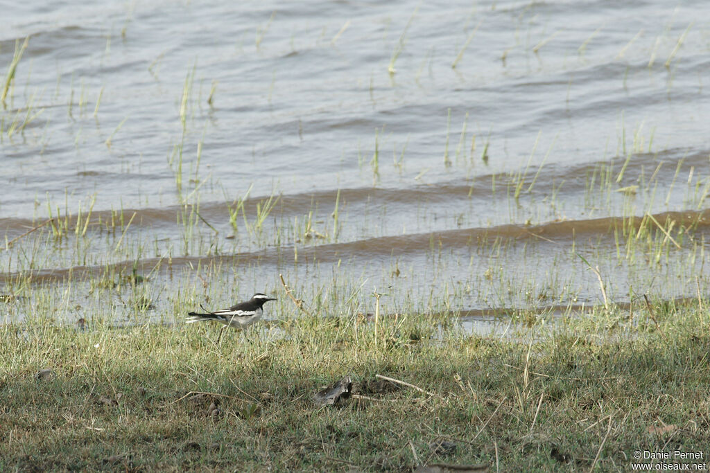 White-browed Wagtailadult, walking