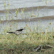 White-browed Wagtail