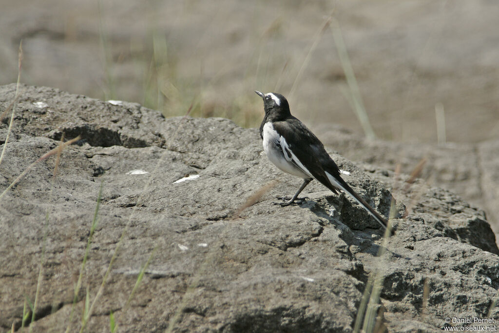 White-browed Wagtailadult, walking