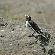 White-browed Wagtail