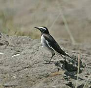 White-browed Wagtail