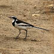 African Pied Wagtail