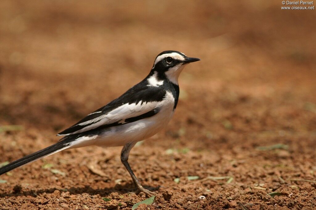 African Pied Wagtailadult, identification