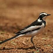 African Pied Wagtail