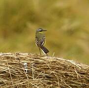 Western Yellow Wagtail