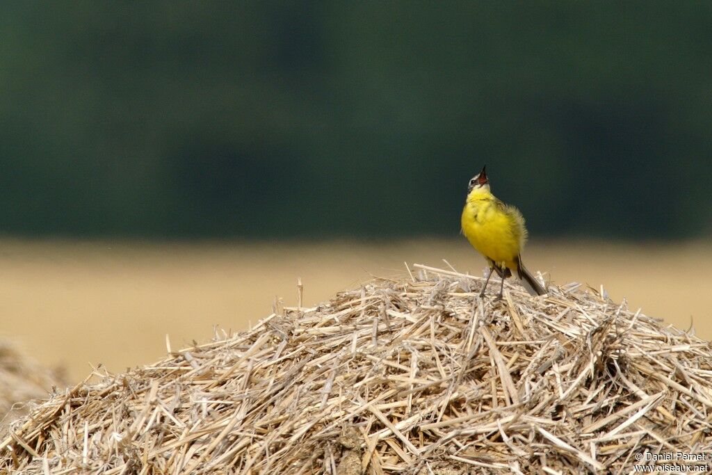 Western Yellow Wagtailadult, identification, song, Behaviour