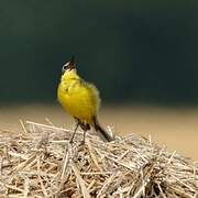 Western Yellow Wagtail