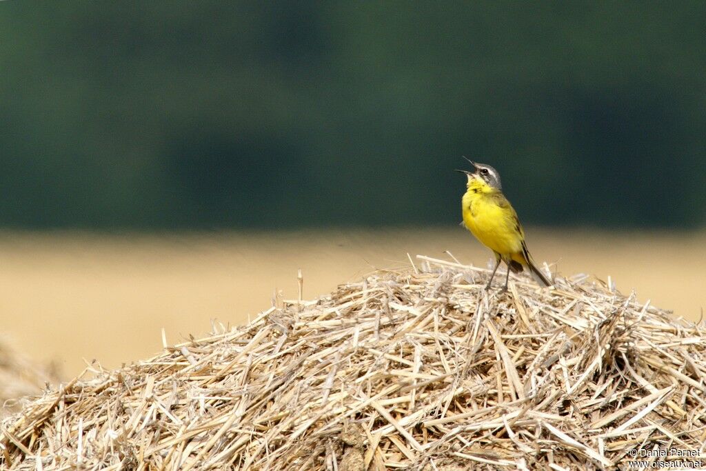 Western Yellow Wagtailadult, identification, song, Behaviour