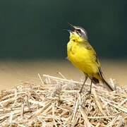 Western Yellow Wagtail