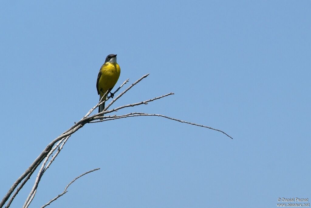 Western Yellow Wagtailadult, identification