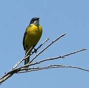 Western Yellow Wagtail