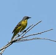 Western Yellow Wagtail