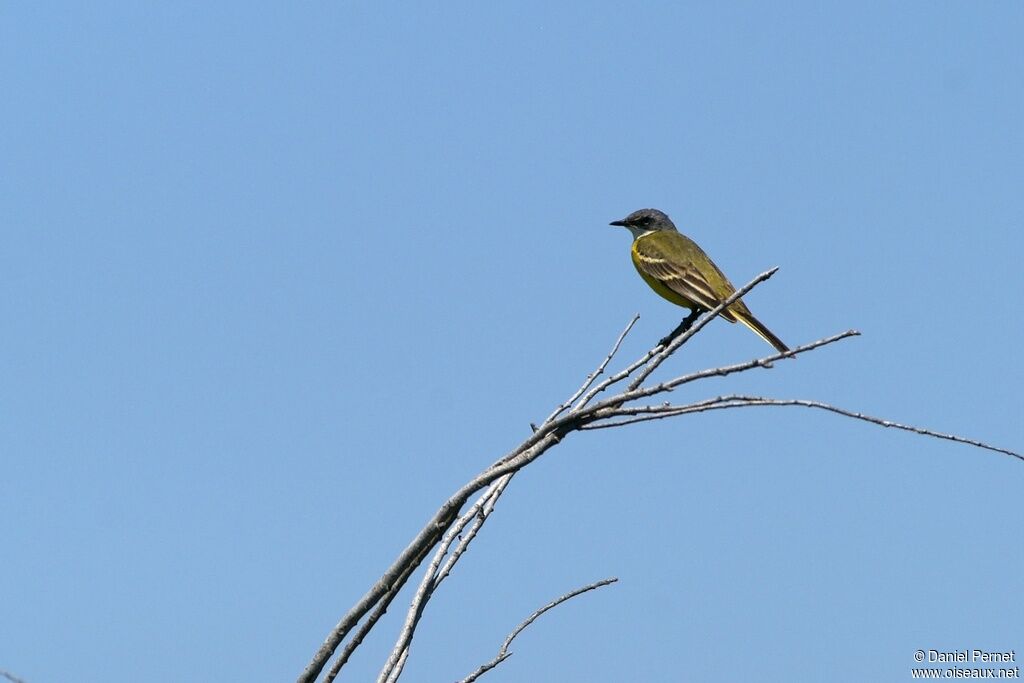 Western Yellow Wagtailadult, identification