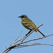 Western Yellow Wagtail