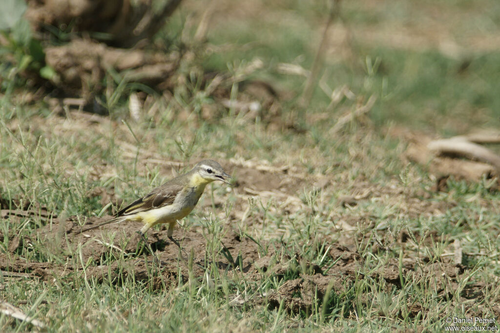 Western Yellow Wagtailsubadult, walking