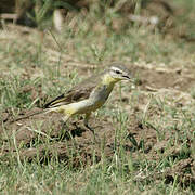 Western Yellow Wagtail