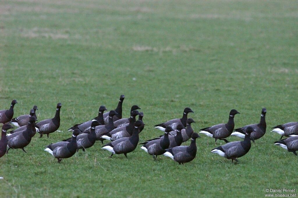 Brant Gooseadult post breeding, Behaviour