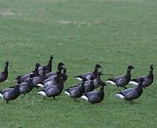 Brant Goose