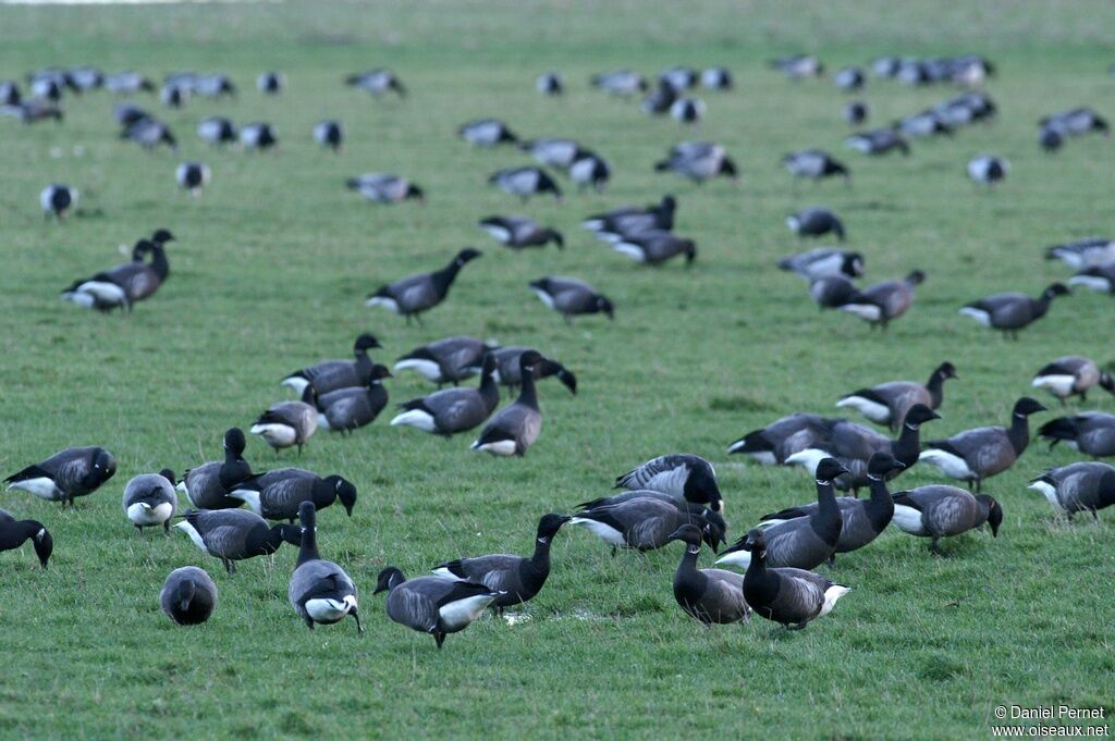 Brant Gooseadult post breeding, Behaviour