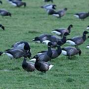 Brant Goose