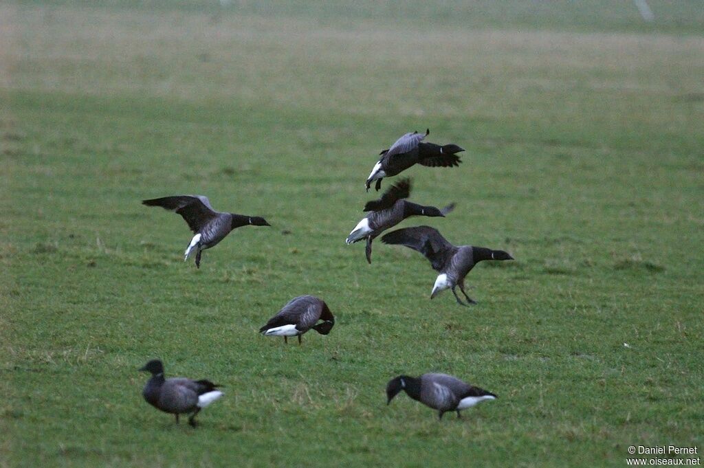 Brant Gooseadult post breeding, Behaviour