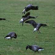 Brant Goose