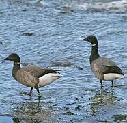 Brant Goose