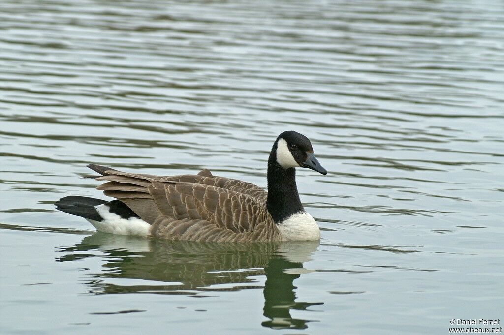 Canada Gooseadult, identification