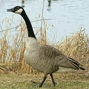 Canada Goose