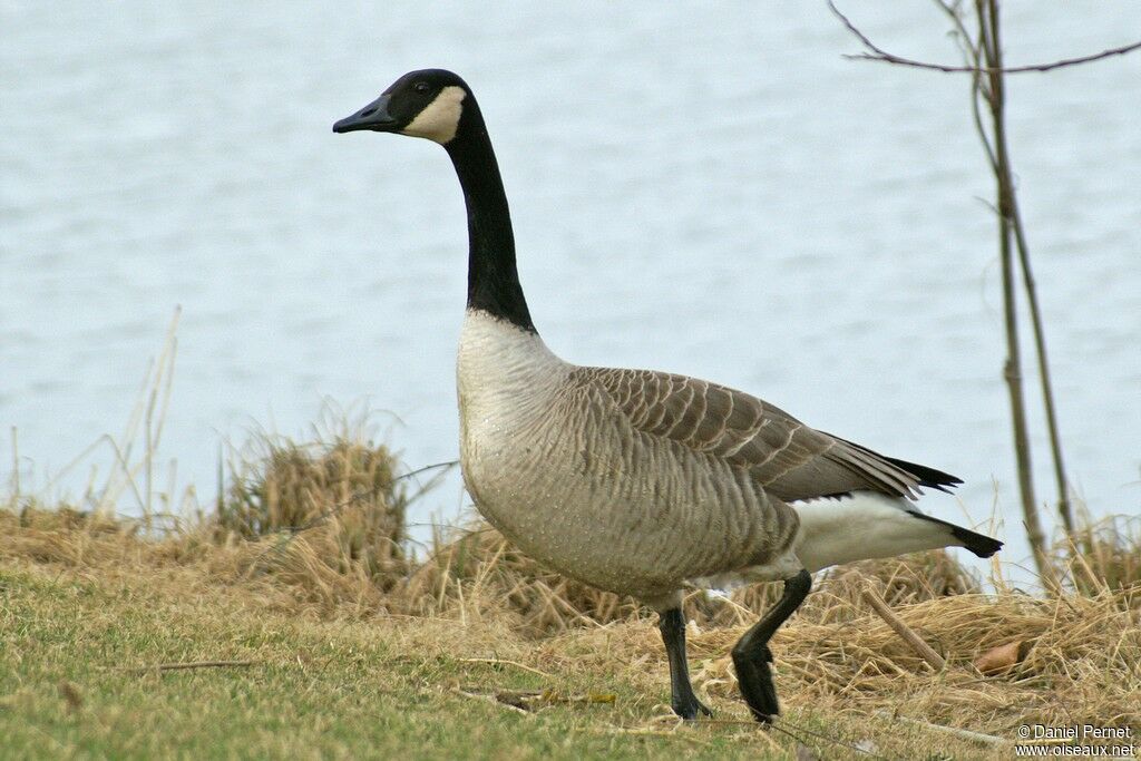 Canada Gooseadult, identification, Behaviour