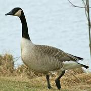 Canada Goose