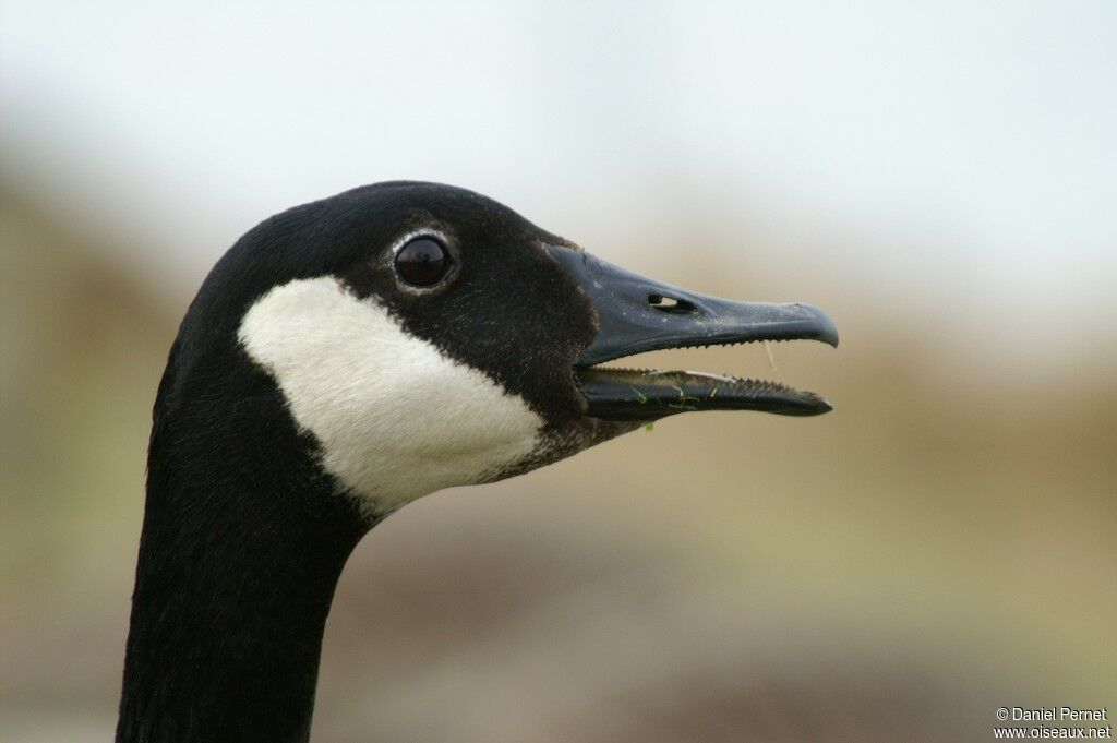 Canada Gooseadult, identification