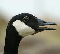 Canada Goose