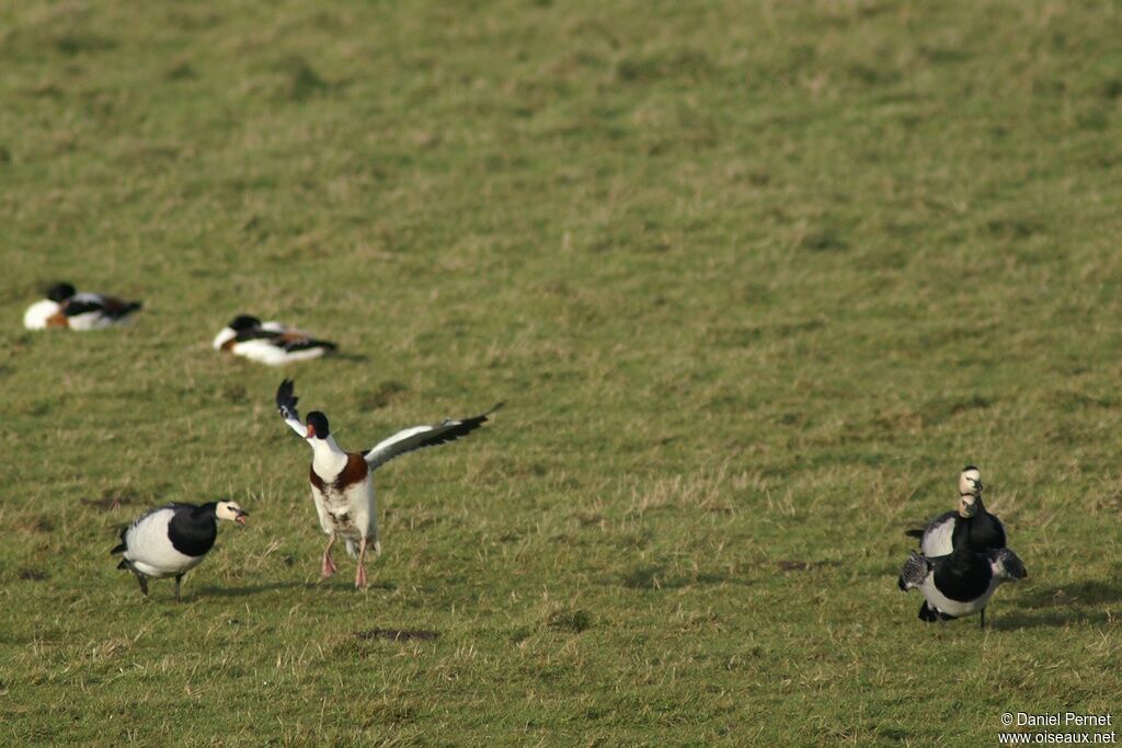 Barnacle Gooseadult post breeding, Behaviour