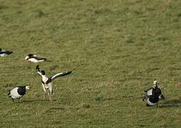 Barnacle Goose