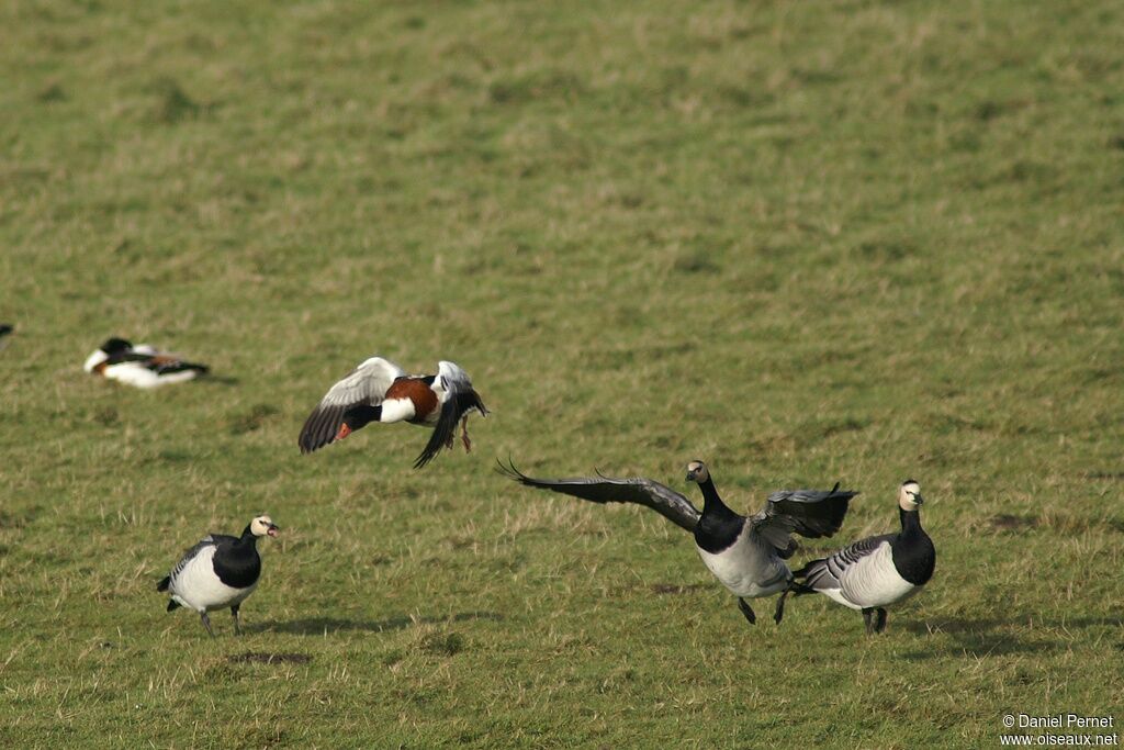 Barnacle Gooseadult post breeding, Behaviour